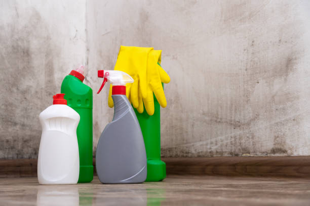 Professional Mold Prevention & Removal  in Lyndhurst, OH